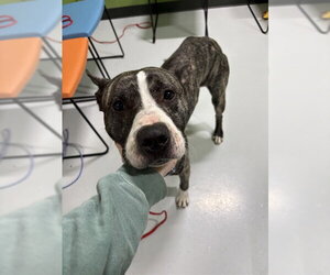 Mutt Dogs for adoption in Temple, TX, USA