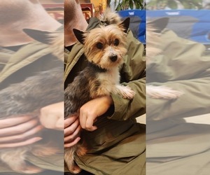 Biewer Terrier Puppy for sale in CLACKAMAS, OR, USA