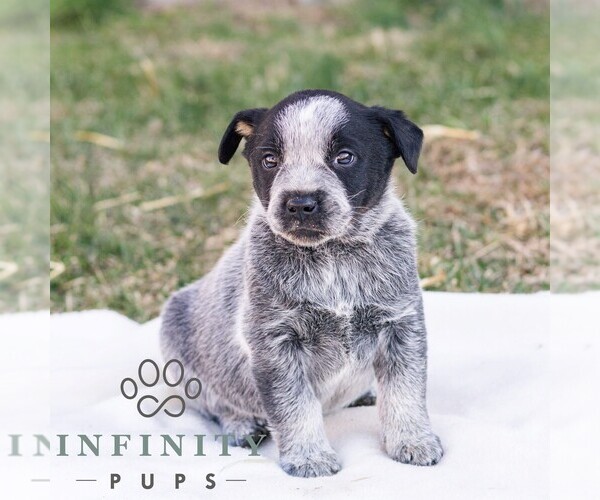 Medium Photo #1 Australian Cattle Dog Puppy For Sale in CHAMBERSBURG, PA, USA