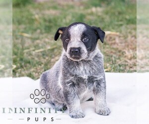 Australian Cattle Dog Puppy for sale in CHAMBERSBURG, PA, USA