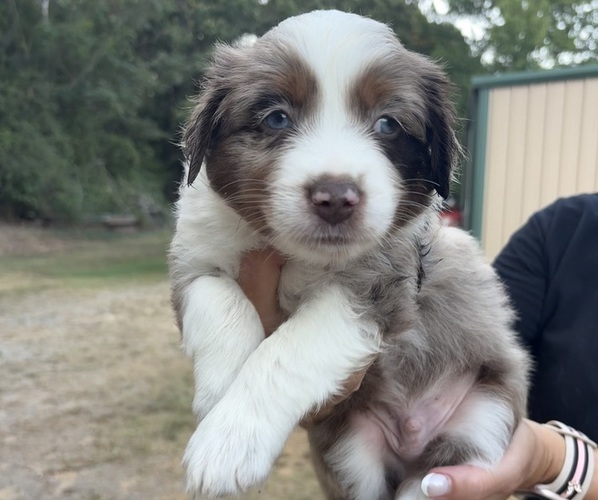 Medium Photo #8 Miniature Australian Shepherd Puppy For Sale in BEEBE, AR, USA