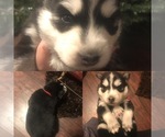 Small Photo #2 Alaskan Husky Puppy For Sale in EATON, CO, USA