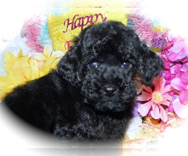 Medium Photo #3 Poodle (Toy) Puppy For Sale in HAMMOND, IN, USA