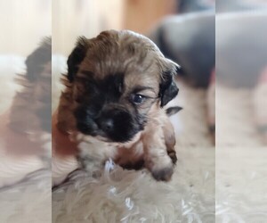 Cock-A-Tzu Puppy for sale in WOBURN, MA, USA