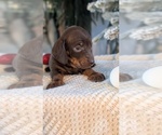 Small #10 Dachshund