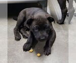 Small #1 Labrador Retriever-Staffordshire Bull Terrier Mix
