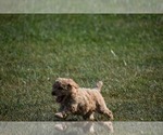 Small Photo #3 Goldendoodle-Poodle (Miniature) Mix Puppy For Sale in UNION BRIDGE, MD, USA