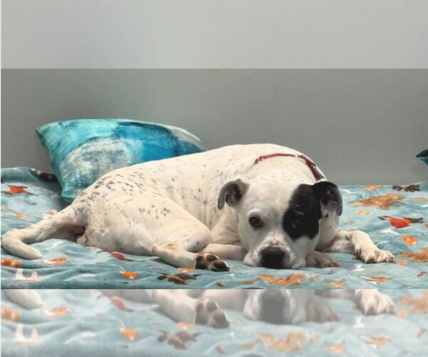 Medium Photo #12 American Bulldog Puppy For Sale in Atlanta, GA, USA