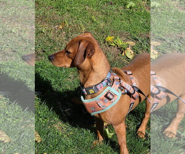 Medium Photo #3 Dachshund-Unknown Mix Puppy For Sale in Taunton, MA, USA