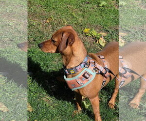 Princess - Female Dachshund-Unknown Mix Dog for Adoption - Photo #3