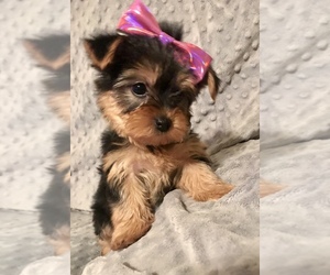 Yorkshire Terrier Puppy for sale in DETROIT, TX, USA