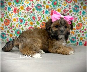 Mal-Shi Puppy for sale in WINNSBORO, LA, USA