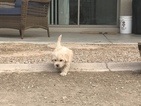 Puppy 0 Morkie-Poodle (Miniature) Mix