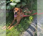 Small Photo #1 English Mastweiler Puppy For Sale in Hillsboro, NH, USA