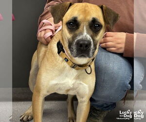 Mutt Dogs for adoption in Washington, DC, USA