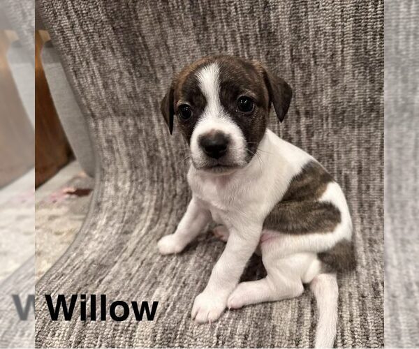 Medium Photo #1 Chihuahua-Unknown Mix Puppy For Sale in Spring Lake, NC, USA
