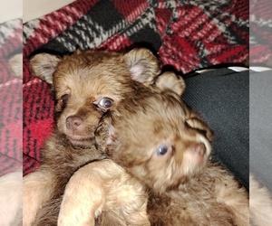 ShiChi Puppy for sale in WAUPACA, WI, USA