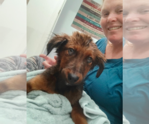 Shylo - Male Irish Setter-Unknown Mix Dog for Adoption - Photo #5