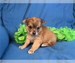 Small #21 Chihuahua