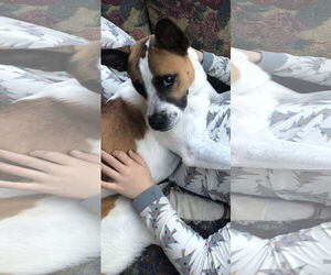 Lola b - Female Boxer-Unknown Mix Dog for Adoption - Photo #7