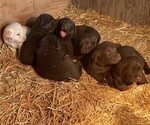 Small Photo #2 Labrador Retriever Puppy For Sale in BELLINGHAM, MN, USA
