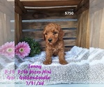 Puppy Jenny Goldendoodle (Miniature)