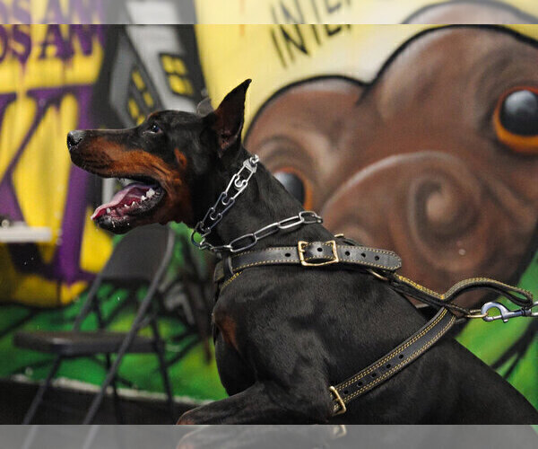 Medium Photo #136 Doberman Pinscher Puppy For Sale in FORT LAUDERDALE, FL, USA