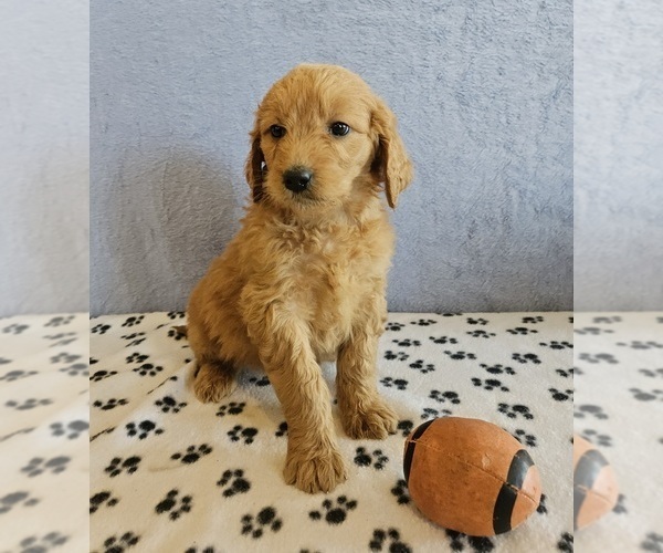 Medium Photo #1 Goldendoodle Puppy For Sale in EDINA, MO, USA