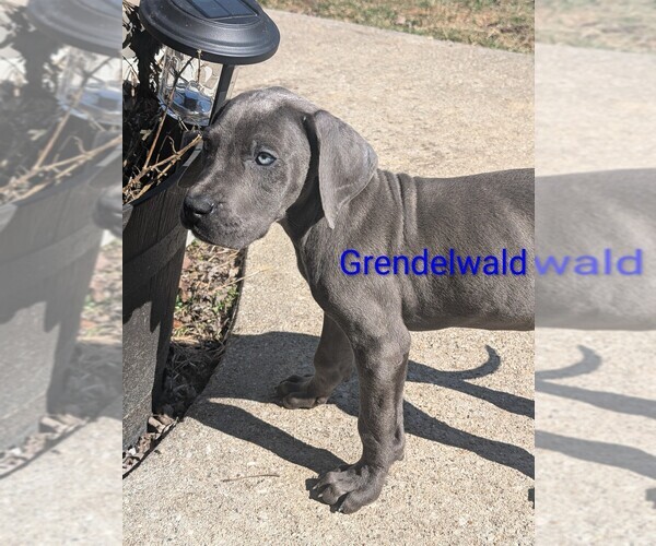 Medium Photo #1 Great Dane Puppy For Sale in ENGLISH, IN, USA