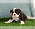 Puppy Charlie Victorian Bulldog