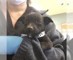 Small Mutt