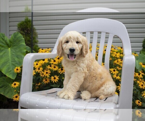 Medium Photo #15 Goldendoodle Puppy For Sale in SEBRING, OH, USA