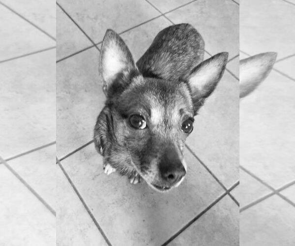 Medium Photo #5 Chihuahua-Unknown Mix Puppy For Sale in Mount Laurel, NJ, USA