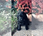 Small Photo #4 Goldendoodle Puppy For Sale in KELLER, TX, USA