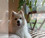 Rogue of Kyle TX - Male American Eskimo Dog Dog for Adoption - Small photo