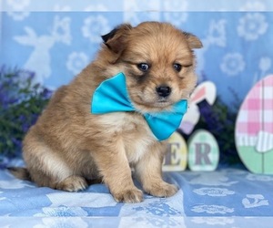 Pomeranian Puppy for sale in LANCASTER, PA, USA