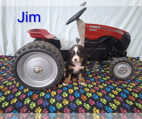 Medium Photo #4 Bernese Mountain Dog Puppy For Sale in MEMPHIS, MO, USA