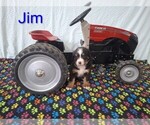 Puppy Jim Bernese Mountain Dog