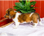 Small Photo #58 Dachshund Puppy For Sale in WAKARUSA, IN, USA
