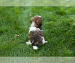Small #4 Shih Tzu