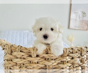 Maltipoo Puppy for sale in CLERMONT, FL, USA