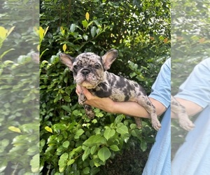 French Bulldog Puppy for sale in MONTGOMERY, AL, USA