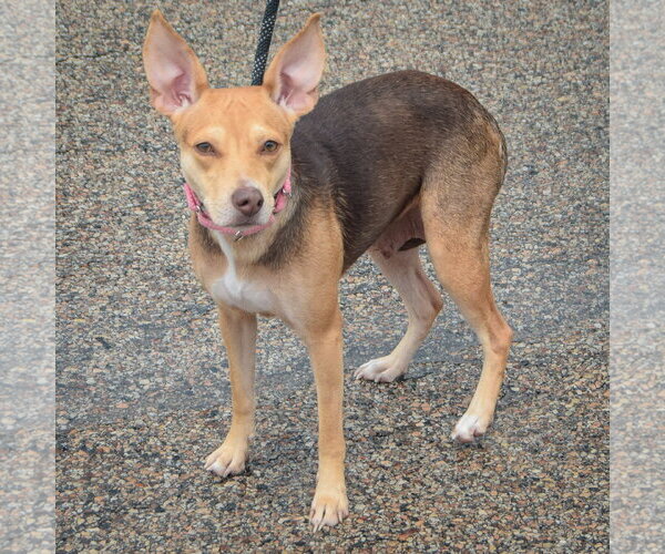 Medium Photo #2 Feist Terrier-Italian Greyhound Mix Puppy For Sale in Huntley, IL, USA