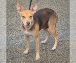 Small #1 Feist Terrier-Italian Greyhound Mix