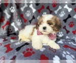 Small #6 ShihPoo