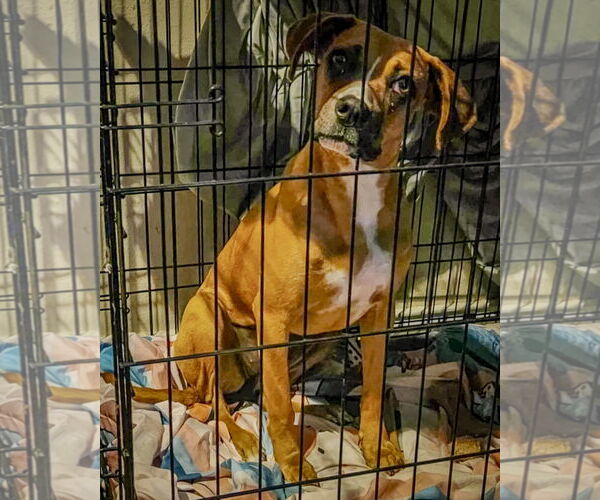 Medium Photo #6 Boxer-Unknown Mix Puppy For Sale in Dumont, NJ, USA