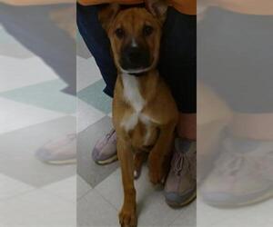 German Shepherd Dog-Unknown Mix Dogs for adoption in Oklahoma City, OK, USA