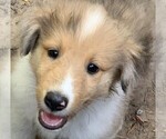 Small Photo #2 Collie Puppy For Sale in CENTERVIEW, MO, USA