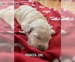 Small Photo #8 Goldendoodle Puppy For Sale in COATESVILLE, PA, USA