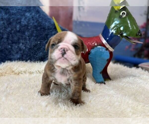 Medium Photo #2 English Bulldog Puppy For Sale in OOLOGAH, OK, USA